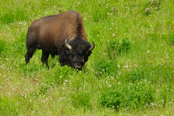 buffalo
