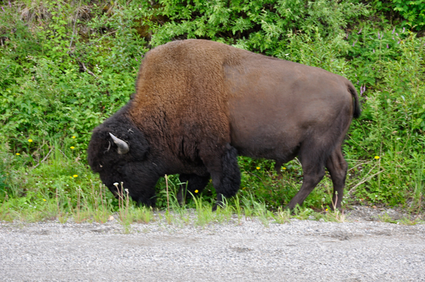 buffalo on the side of the road