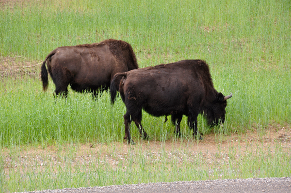 two buffaloes