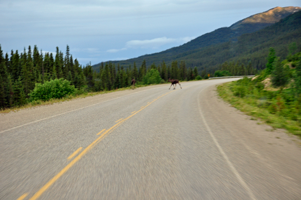 Two moose crossing the road