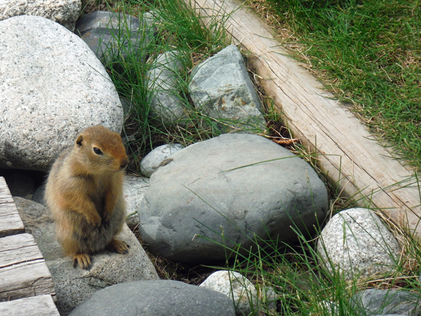 ground squirrel at Takhini Hot Springs.