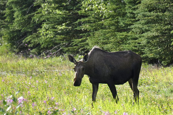 moose by the road