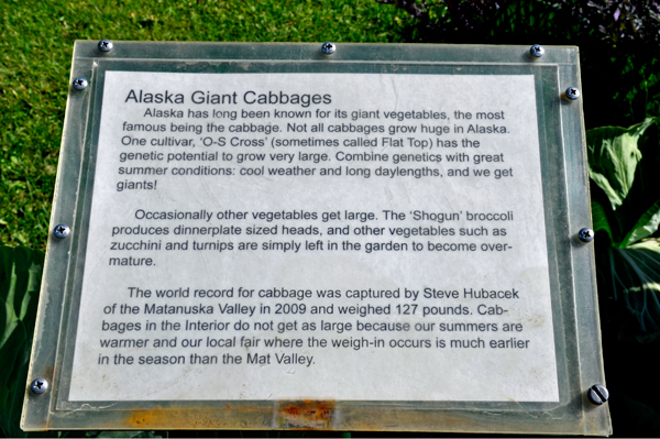 Alaska Giant Cabbage sign