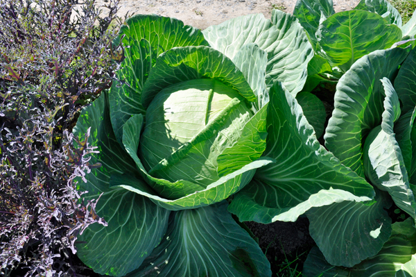 Alaska Giant Cabbages