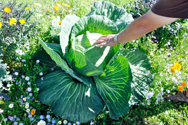Alaska Giant Cabbage