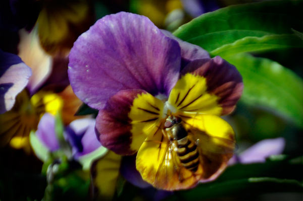 pansy and bee