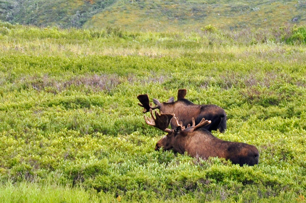 Two big bull moose