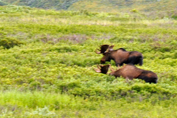 Two big bull moose