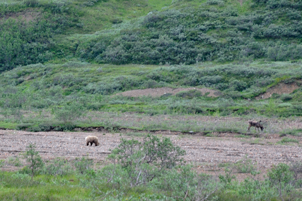 Bear and Caribou - a rare sight together