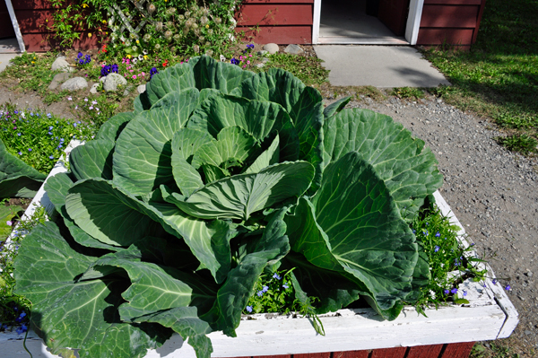 big cabbage