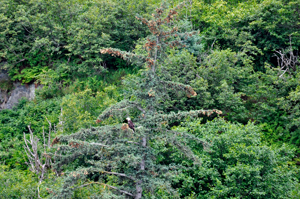 Bald Eagle