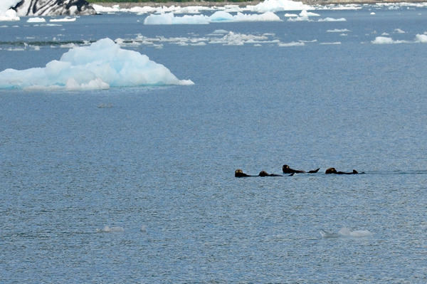 Sea Otters