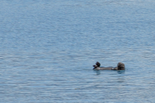 Sea Otter