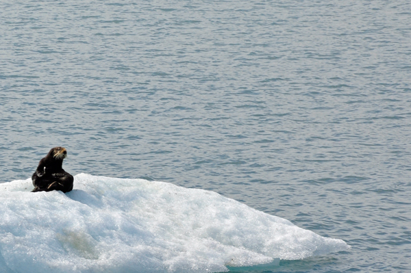 seal on ice