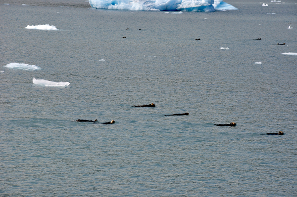 Sea Otters