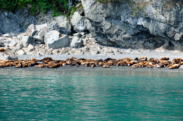 Stellar Sea Lions