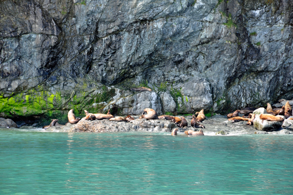 Stellar Sea Lions