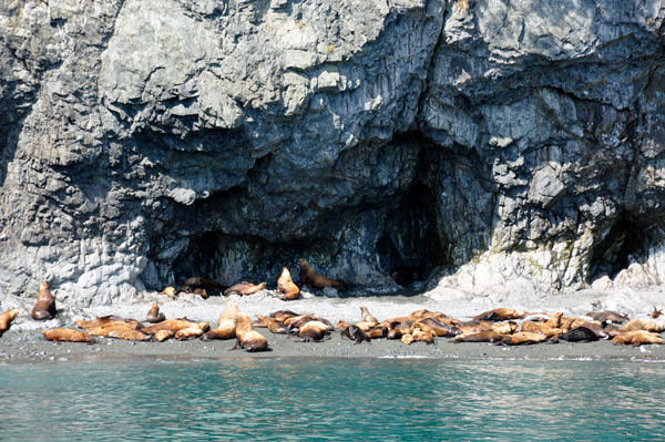 Stellar Sea Lions