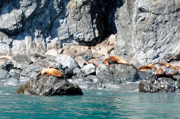 Stellar Sea Lions