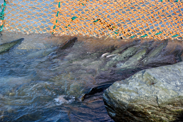 fish trapped by the net