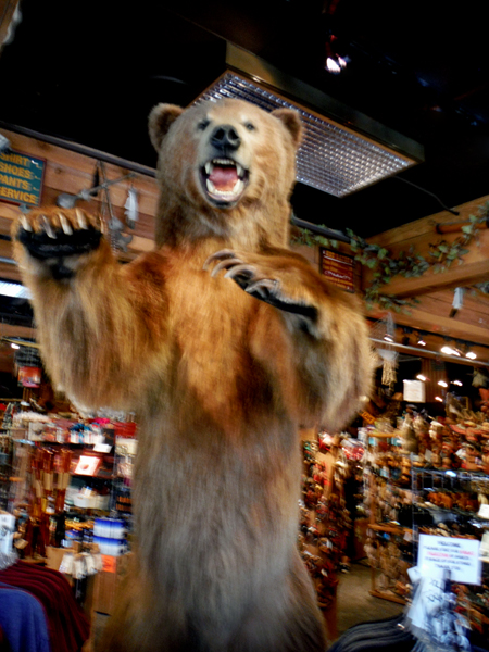 a big bear in the store in Anchorage