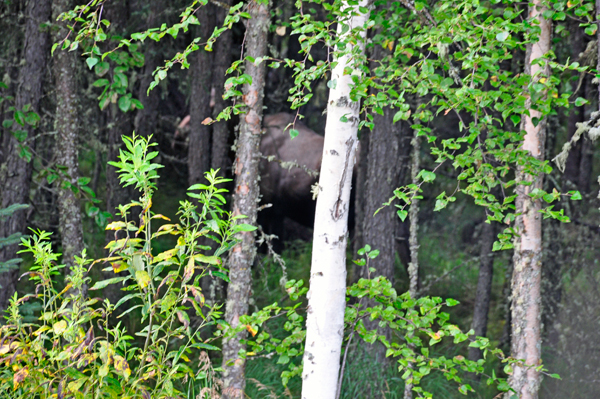 moose hiding in the woods