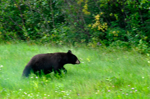 bear in grass