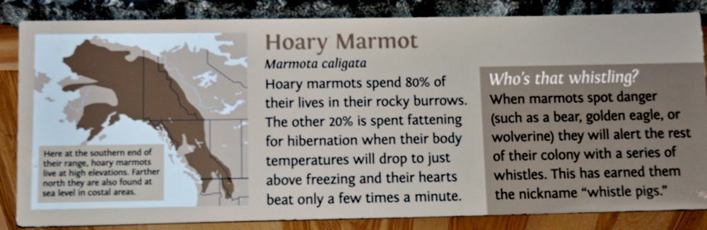sign about the Hoary Marmot