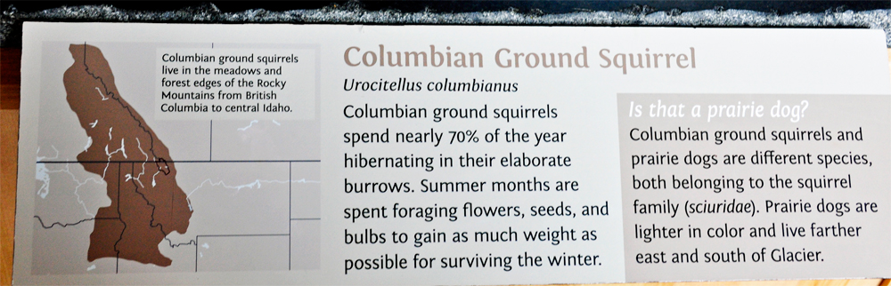 sign about the Columbian Ground Squirrel