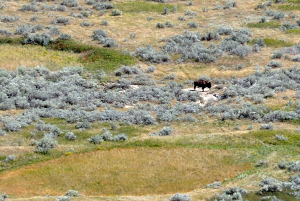 a lone bison in TR NP