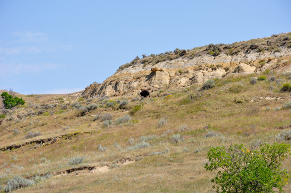 scenery in Theodore Roosevelt National Park