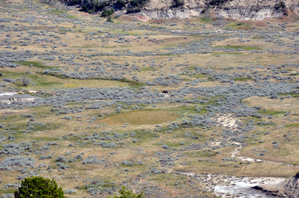 a lone bison in TR NP