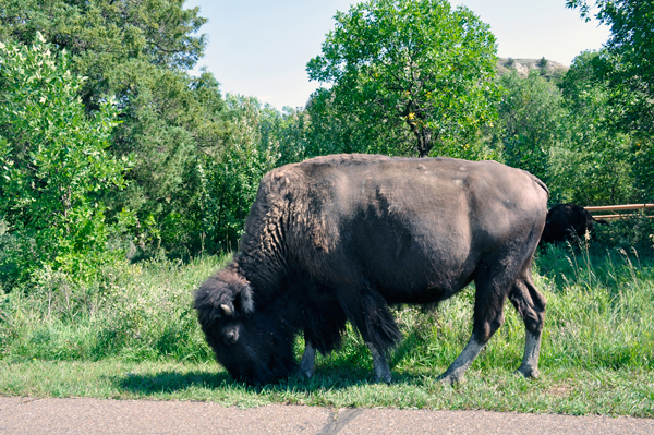 buffalo - bison at TR NP