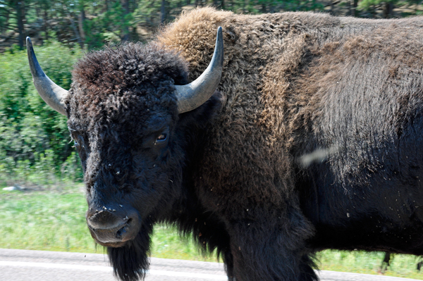 a very big buffalo