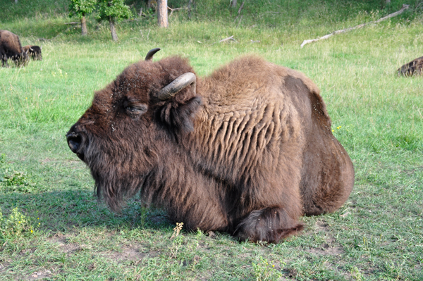 lazy buffalo