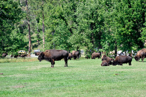 lots of buffalo