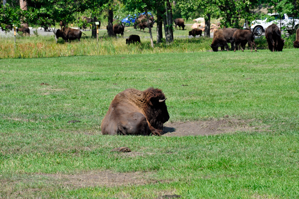 buffalo - bison