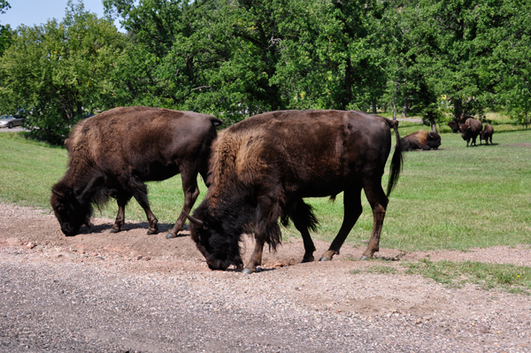 two bison feeding