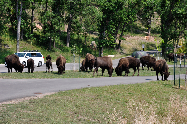 lots of buffalo - bison
