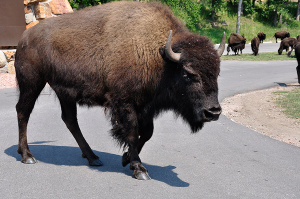 a big buffalo