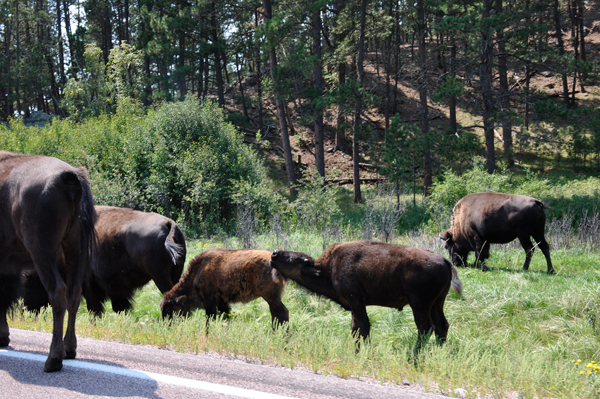 bison butts