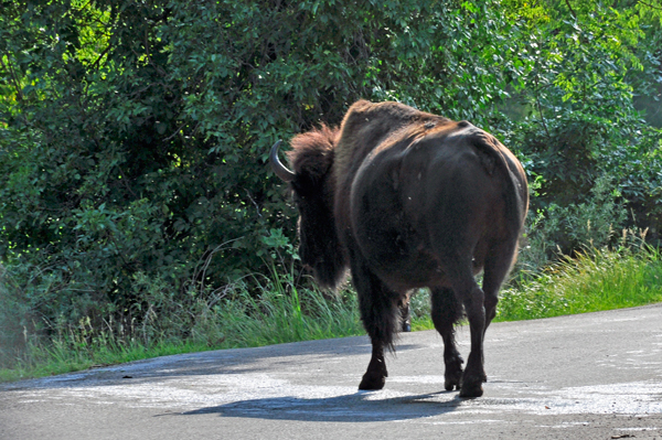 buffalo butt in the road