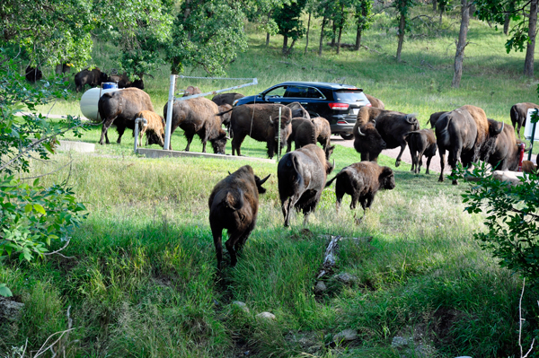 lots of buffalo - bison
