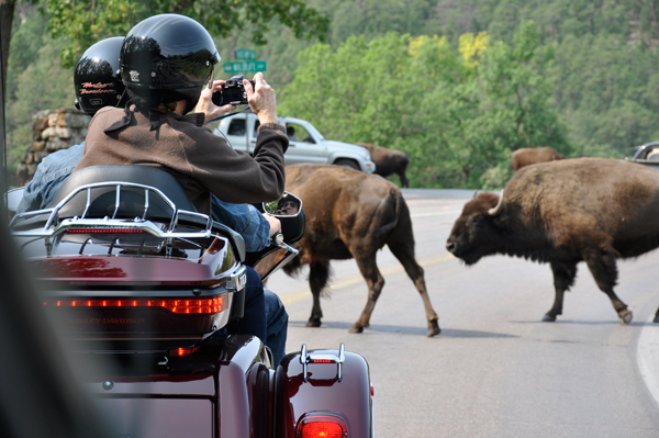 buffalo by the motorcycles