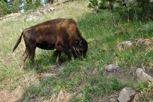 buffalo - bison at Custer State Park
