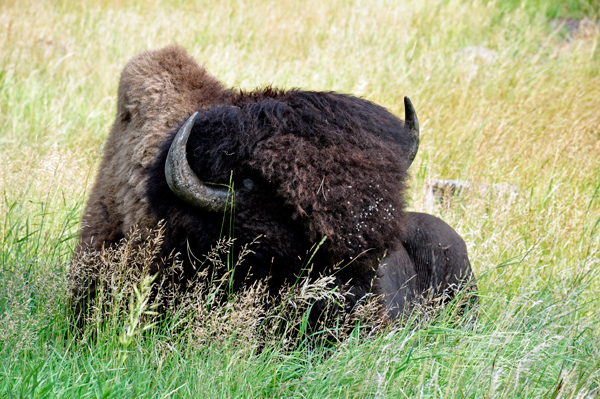 buffalo - bison at Custer State Park 