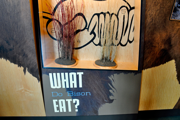 sign: what do Bison eat