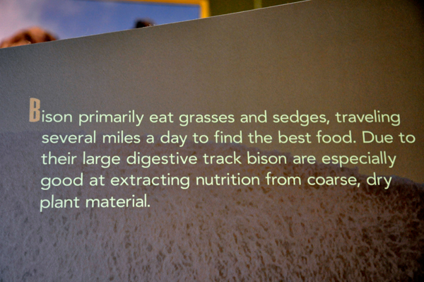 sign about what bison eat