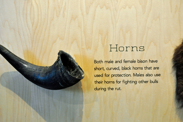 sign about buffalo horns