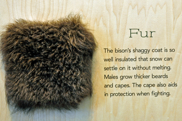sign about bison's shaggy fur